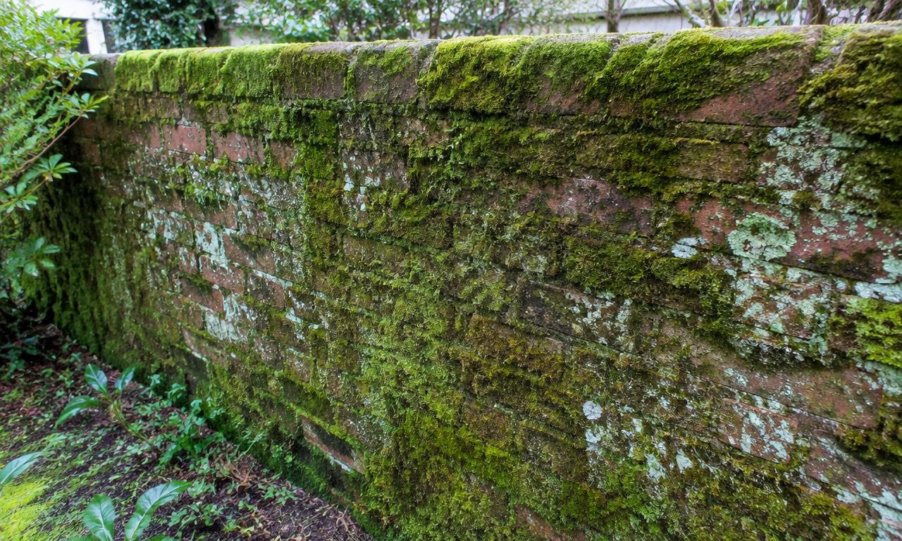 Mossy walls before cleaning